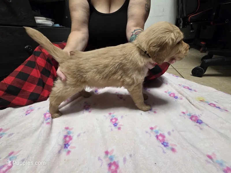 Creme collar – Golden Retriever puppy for sale in Fontana, CA