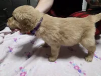 Purple collar, a female Golden Retriever for sale in Fontana, CA – 4 of 4