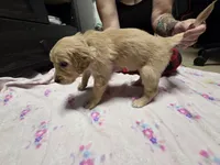 Blue collar, a female Golden Retriever for sale in Fontana, CA – 4 of 6