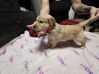 Pink collar, a female Golden Retriever for sale in Fontana, CA – 3 of 6