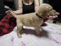Black collar, a male Golden Retriever for sale in Fontana, CA – 3 of 4
