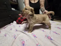 Dark green collar, a female Golden Retriever for sale in Fontana, CA – 4 of 5