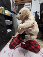 Light blue collar, a female Golden Retriever for sale in Fontana, CA – 2 of 5