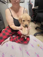 Dark green collar, a female Golden Retriever for sale in Fontana, CA – 2 of 5