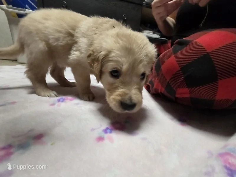 Orange collar – Golden Retriever puppy for sale in Fontana, CA