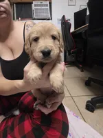 Red collar, a female Golden Retriever for sale in Fontana, CA – 4 of 4