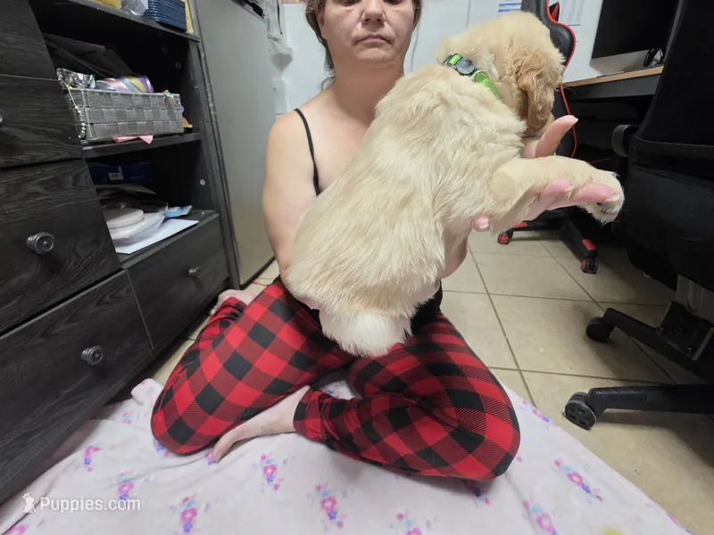 Lime green – Golden Retriever puppy for sale in Fontana, CA