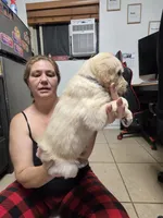 Gray, a female Golden Retriever for sale in Fontana, CA – 4 of 4
