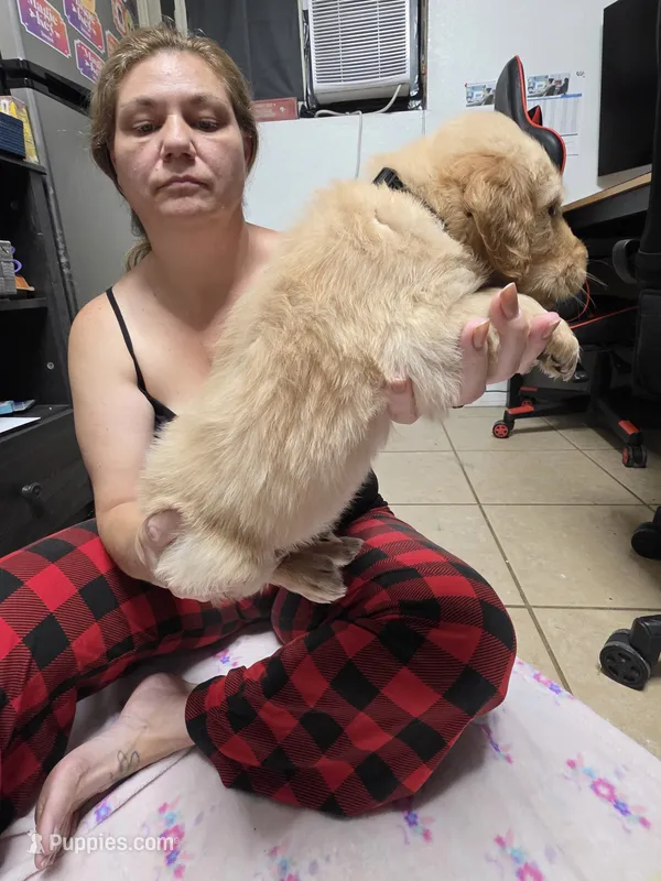 Black collar – Golden Retriever puppy for sale in Fontana, CA