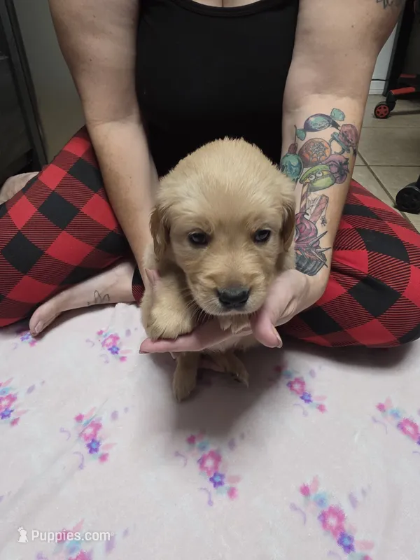 Purple collar – Golden Retriever puppy for sale in Fontana, CA