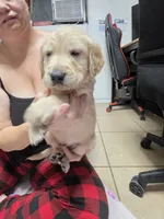 Yellow, a male Golden Retriever for sale in Fontana, CA – 4 of 4