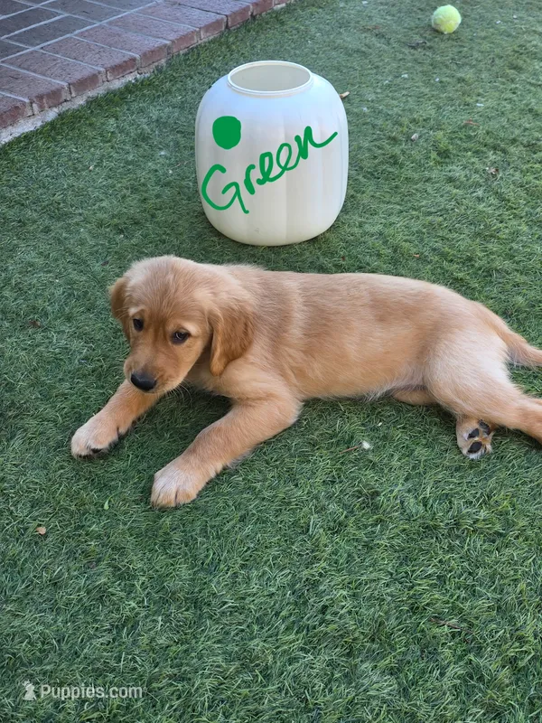 Dark green collar – Golden Retriever puppy for sale in Fontana, CA