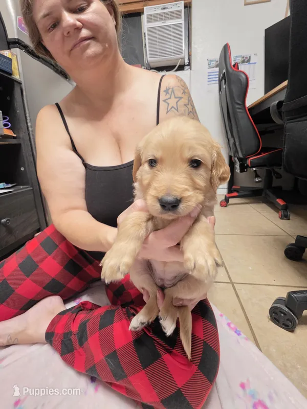Blue collar – Golden Retriever puppy for sale in Fontana, CA