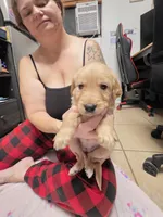 Blue collar, a female Golden Retriever for sale in Fontana, CA – 1 of 6