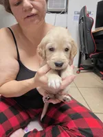 Gray, a female Golden Retriever for sale in Fontana, CA – 2 of 4