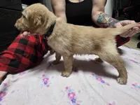 Black collar, a male Golden Retriever for sale in Fontana, CA – 4 of 4