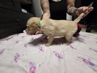 Light green, a female Golden Retriever for sale in Fontana, CA – 6 of 6