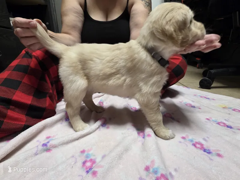 Gray – Golden Retriever puppy for sale in Fontana, CA
