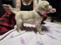 Gray, a female Golden Retriever for sale in Fontana, CA – 1 of 4