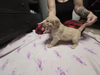 Light blue collar, a female Golden Retriever for sale in Fontana, CA – 5 of 5
