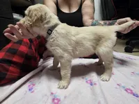 Gray, a female Golden Retriever for sale in Fontana, CA – 3 of 4