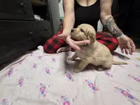 Light green, a female Golden Retriever for sale in Fontana, CA – 4 of 6