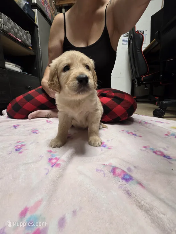 Light green – Golden Retriever puppy for sale in Fontana, CA