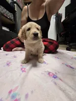 Light green, a female Golden Retriever for sale in Fontana, CA – 1 of 6