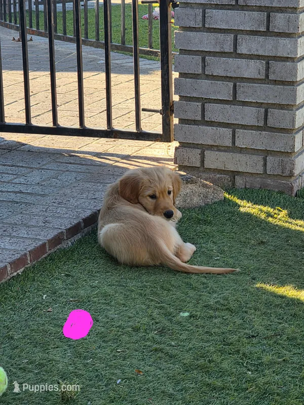 Pink collar – Golden Retriever puppy for sale in Fontana, CA