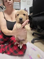 Dark green collar, a female Golden Retriever for sale in Fontana, CA – 5 of 5