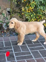 Red collar, a female Golden Retriever for sale in Fontana, CA – 1 of 5