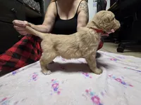 Red collar, a female Golden Retriever for sale in Fontana, CA – 3 of 4