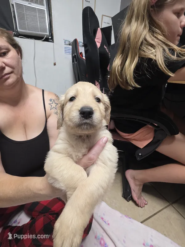 Light blue collar – Golden Retriever puppy for sale in Fontana, CA
