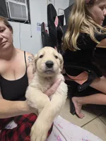 Light blue collar, a female Golden Retriever for sale in Fontana, CA – 1 of 5