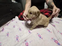 Pink collar, a female Golden Retriever for sale in Fontana, CA – 6 of 6