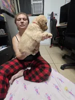Red collar, a female Golden Retriever for sale in Fontana, CA – 2 of 4