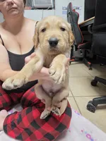 Black collar, a male Golden Retriever for sale in Fontana, CA – 2 of 4