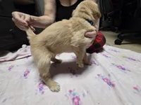 Blue collar, a female Golden Retriever for sale in Fontana, CA – 5 of 6