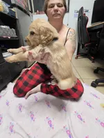 Dark green collar, a female Golden Retriever for sale in Fontana, CA – 1 of 5