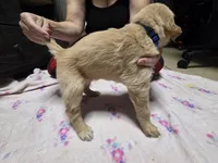 Blue collar, a female Golden Retriever for sale in Fontana, CA – 3 of 6