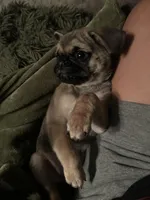 Anais, a female Pug for sale in Jacksonville, NC – Photo 3 of 4