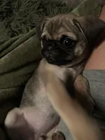 Anais, a female Pug for sale in Jacksonville, NC – Photo 4 of 4