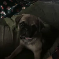 Anais, a female Pug for sale in Jacksonville, NC – Photo 2 of 4