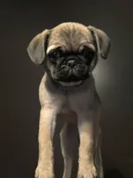 Anais, a female Pug for sale in Jacksonville, NC – Photo 1 of 4