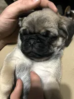 Anais - Fawn Female, a female Pug for sale in Jacksonville, NC – Photo 5 of 8