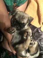 Anais - Fawn Female, a female Pug for sale in Jacksonville, NC – Photo 6 of 8