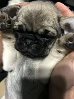 Anais - Fawn Female, a female Pug for sale in Jacksonville, NC – Photo 7 of 8