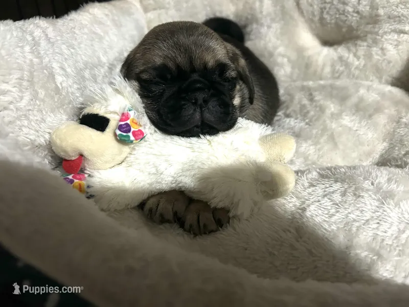 Anais - Fawn Female, a female Pug for sale in Jacksonville, NC – Photo 1 of 8