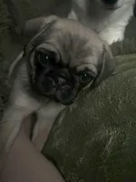 Anais - Fawn Female, a female Pug for sale in Jacksonville, NC – Photo 3 of 8