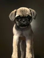 Anais - Fawn Female, a female Pug for sale in Jacksonville, NC – Photo 4 of 8